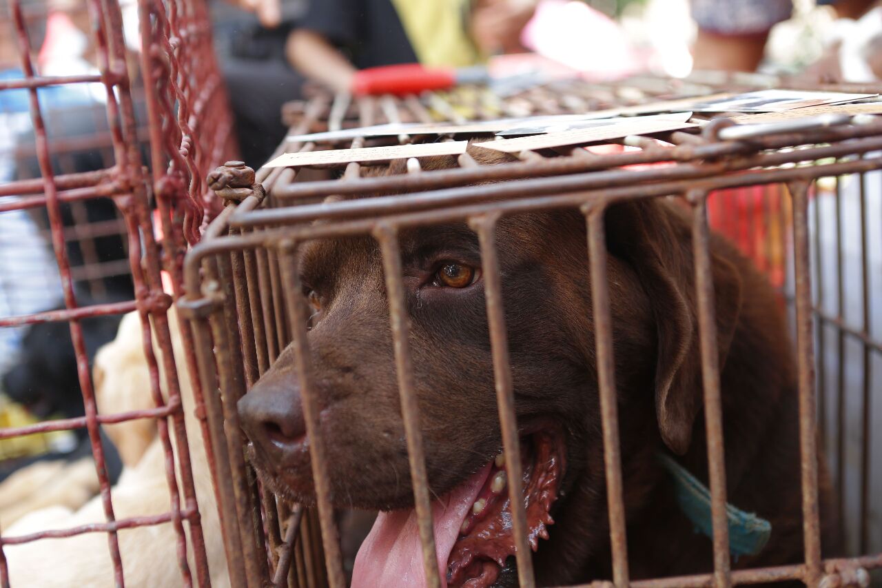 Dagdag Kaalaman: Animal Protection Act