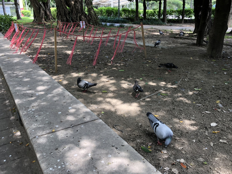 Halina't Maglibang sa Rongxing Garden Park at Bīnjiāng Market