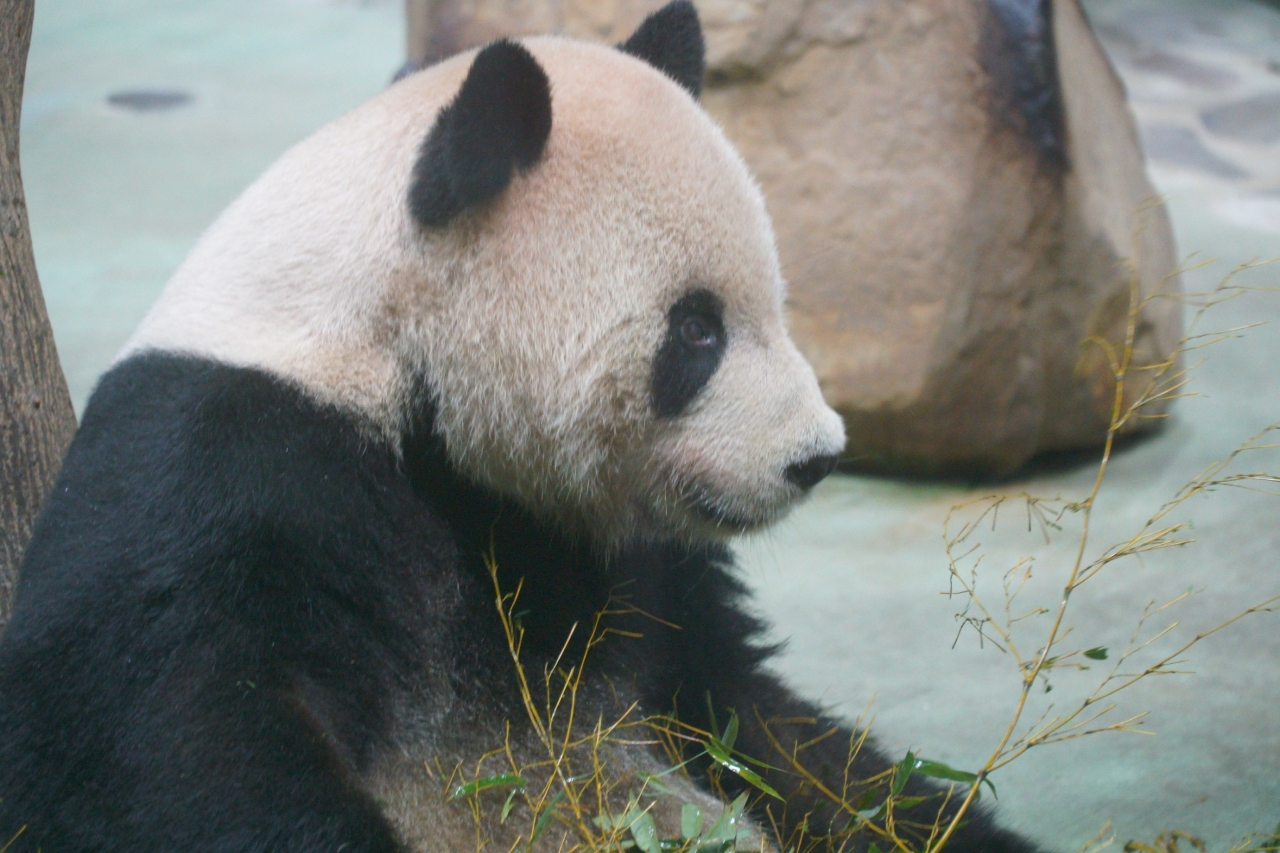 Mamasyal sa Taipei Zoo & Maokong Gondola