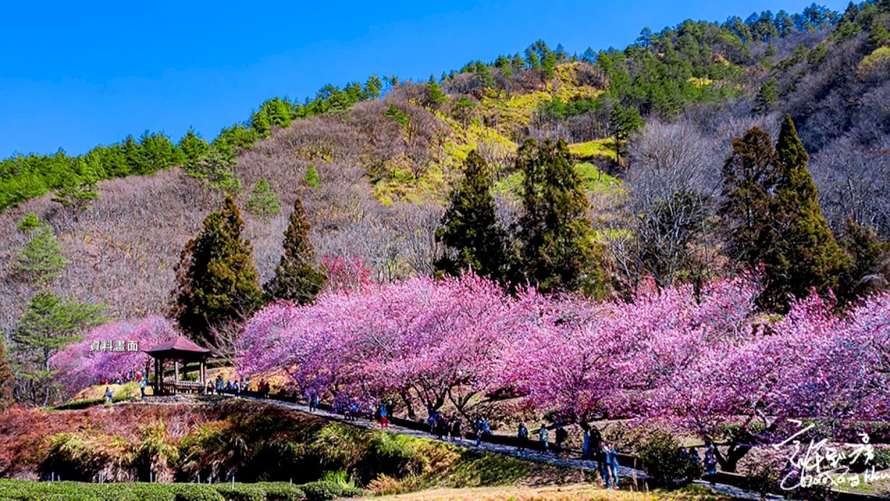 Ang Cherry blossom season sa Wuling Farm ay malamang na magsimula ng isang linggo nang maaga dahil sa hindi karaniwang mainit na taglamig