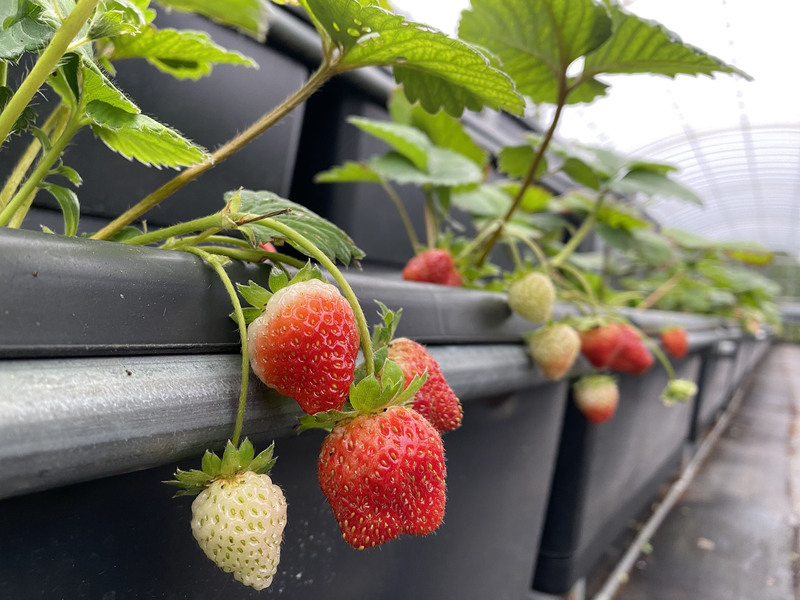 Halina't Maglibang sa strawberry farm