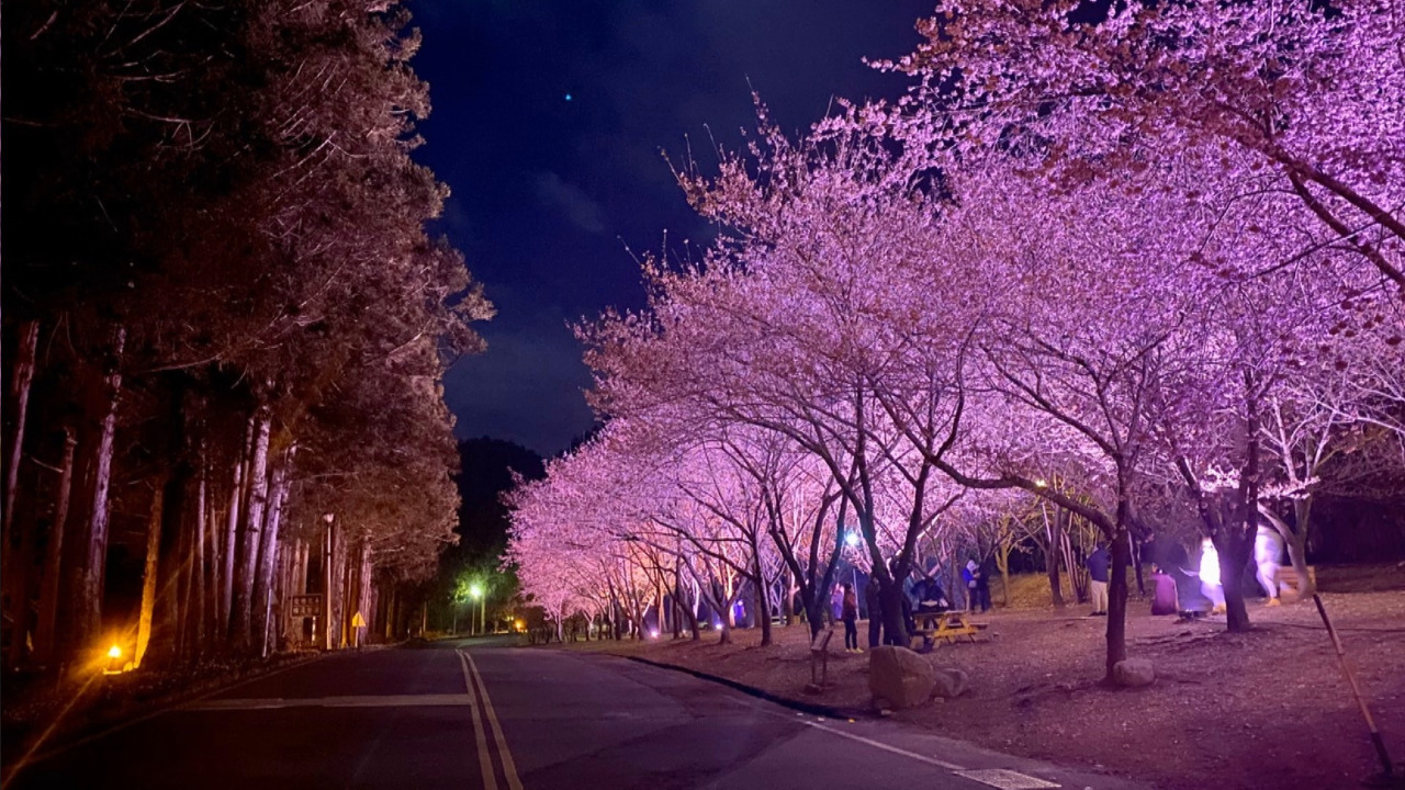Namumulaklak na ang mga cherry blossoms sa gabi sa Central Taiwan