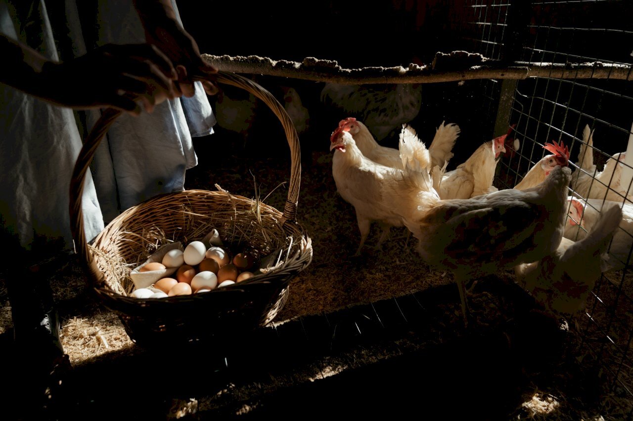 Ang pandaigdigang kakulangan sa itlog ay pangunahing sanhi ng bird flu at inflation