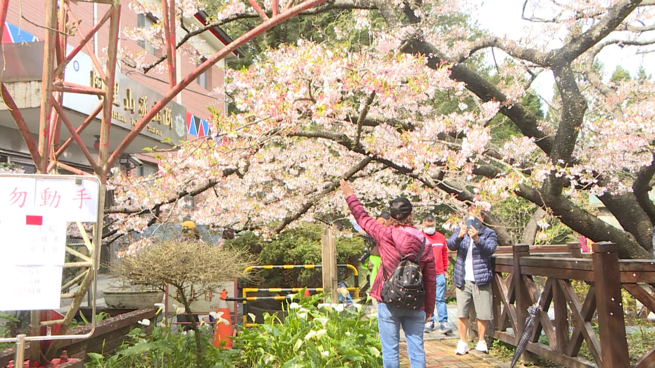 Namumulaklak ang mga cherry blossom sa central Taiwan