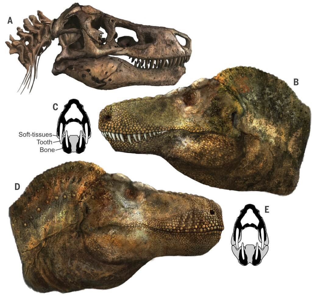 Ang mga stereotype ay pinabagsak, ang mga ngipin ng Tyrannosaurus ay maaaring hindi malantad