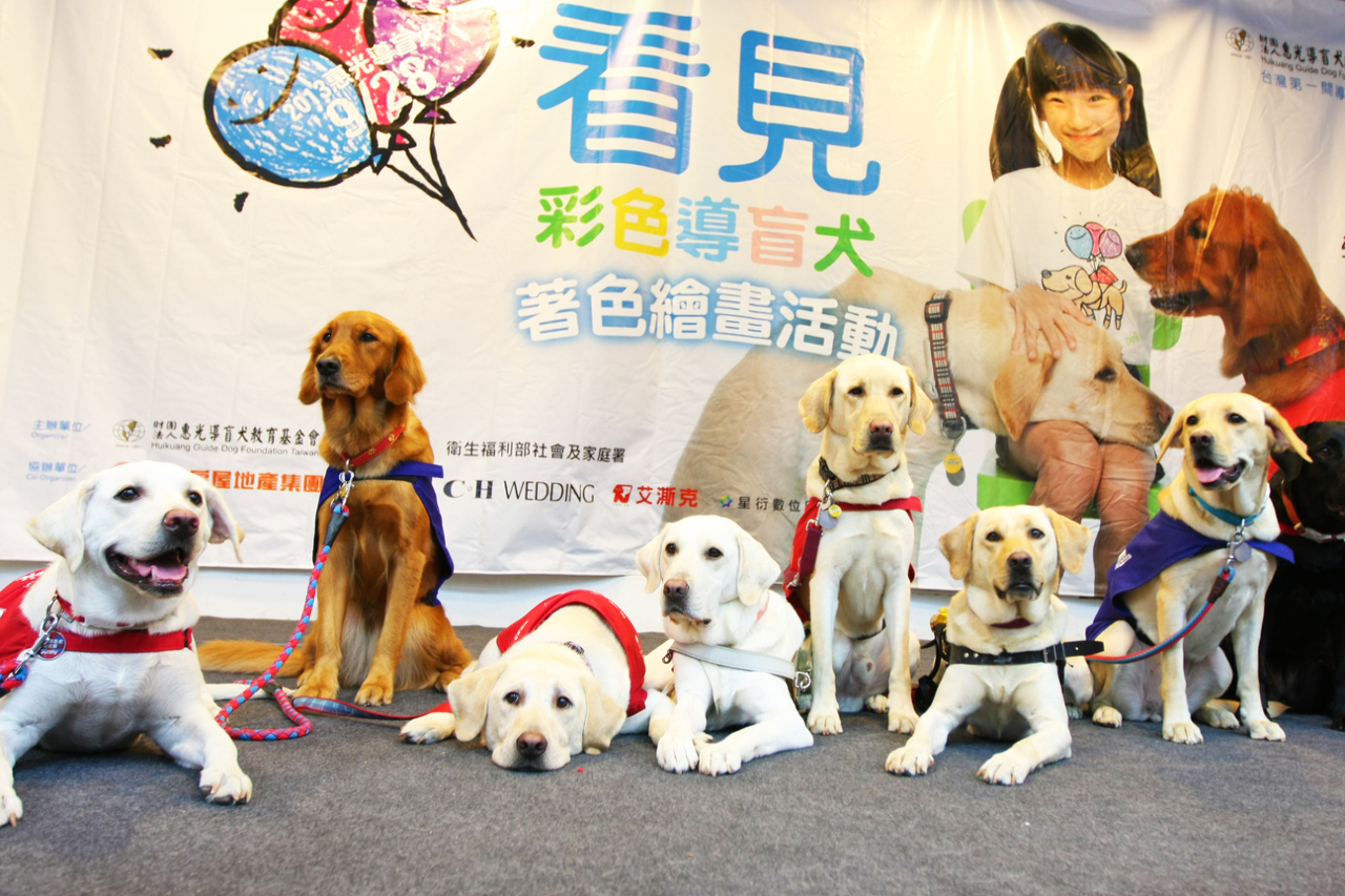 Napaka-cute na Guide Dog sa Taiwan!