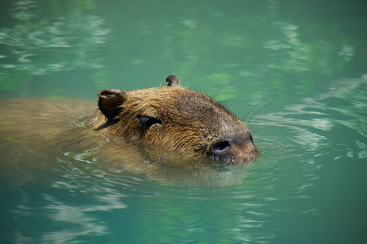 Nagpupumilit ang mga awtoridad na hulihin ang mga nawawalang capybara