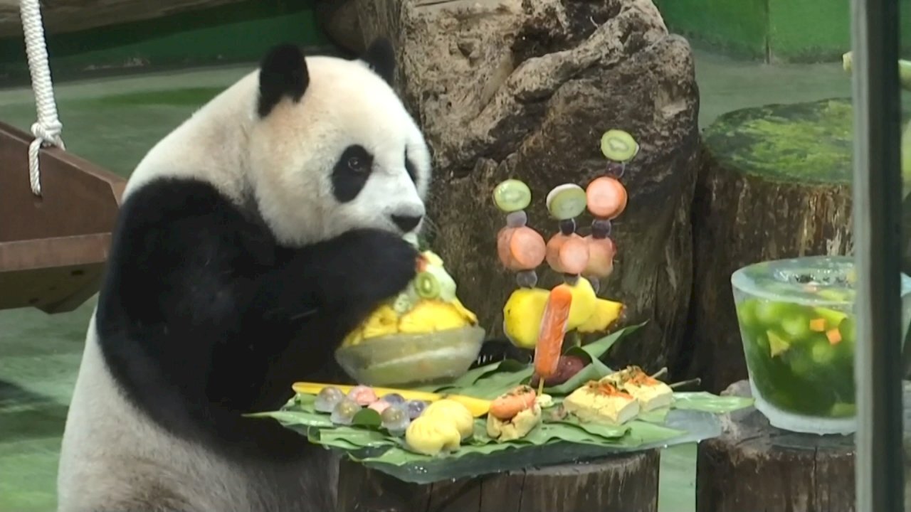 Nagkaroon ang Taipei Zoo ng espesyal na pagdiriwang ng ika-sampung kaarawan para kay panda Yuan Yuan