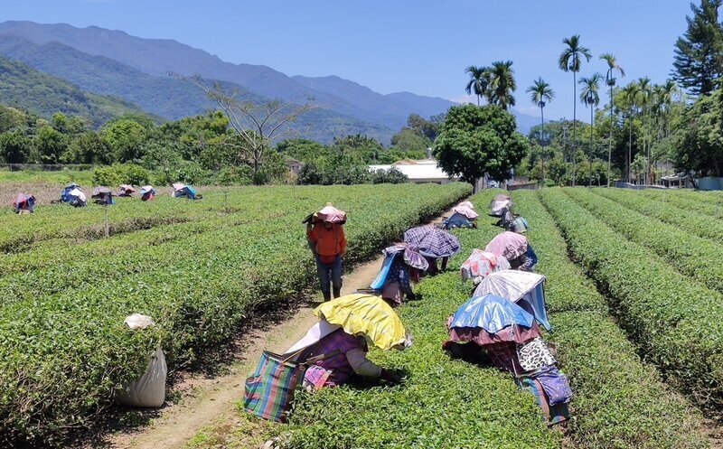 Tea Farm!