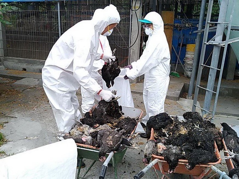 Na-diagnose na may bird flu ang Pingtung chicken farm at nareject ang halos 20,000 na manok