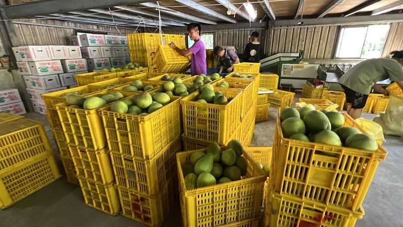 Naghahanda ang mga magsasaka sa Bagyong Saola para mailigtas ang kanilang mga produto at mabawasan ang pagkalugi