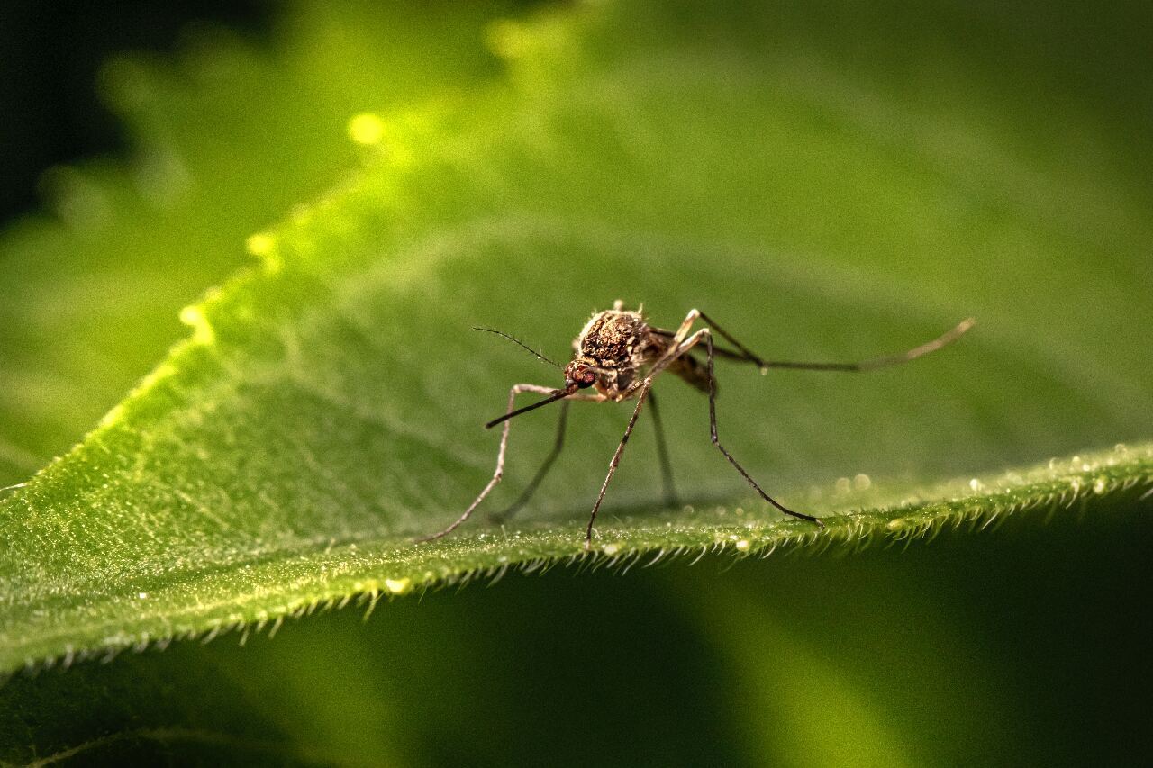 CDC: Maaaring tumaas ang bilang ng dengue fever dahil sa Bagyong Haikui
