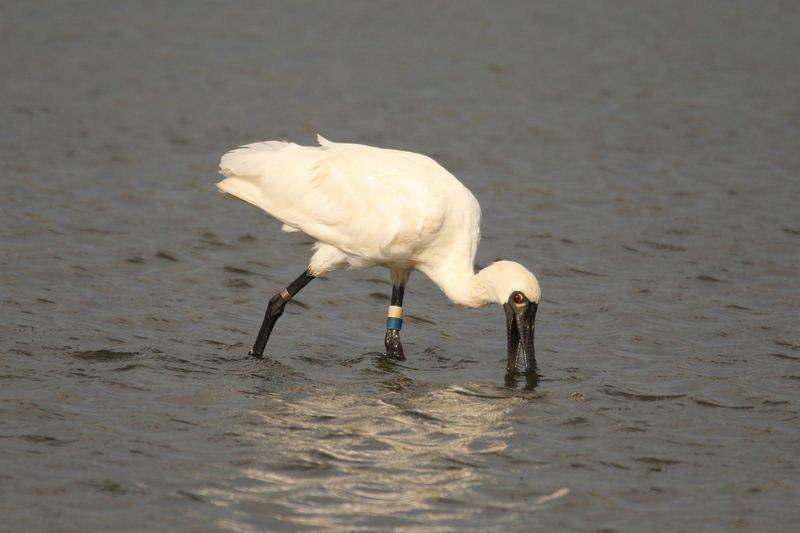 Ang migratory black-faced spoonbills ng Tainan ay higit sa 1,500 sa pinakahuling bilang