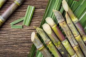 sugar Cane