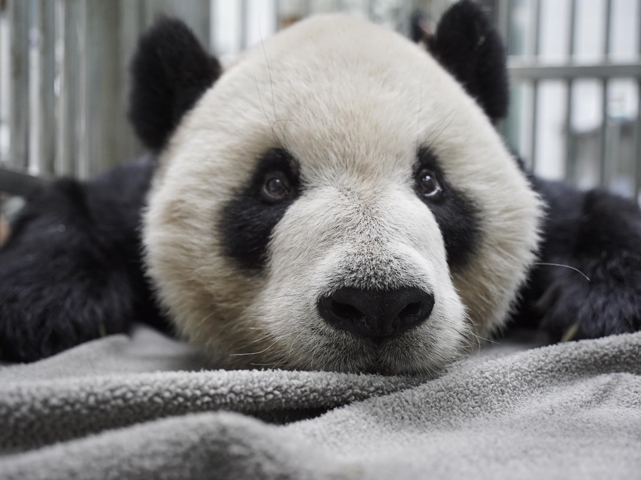 Plano ng Taipei Zoo na magsagawa ng memorial event upang gunitain si Tuan Tuan