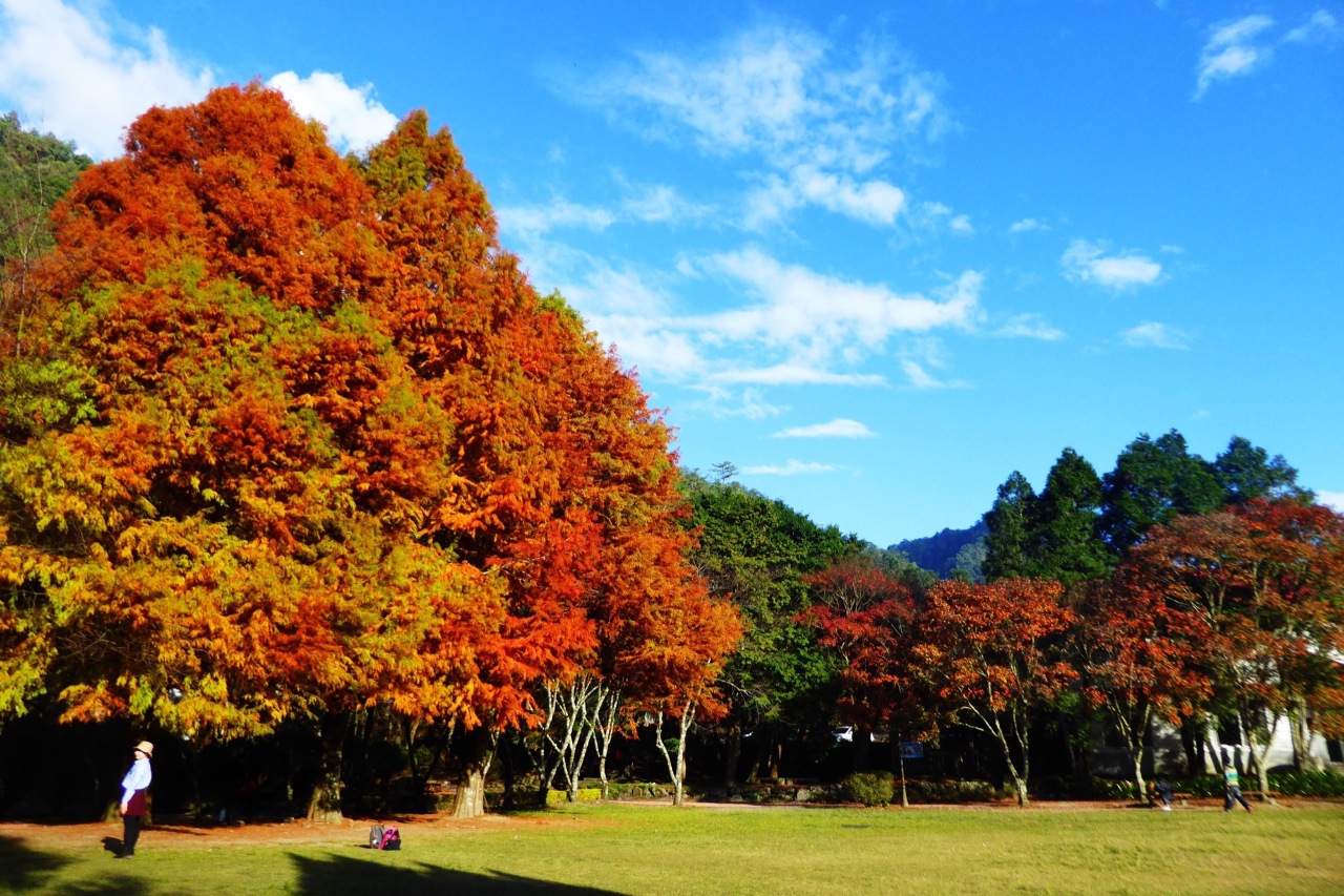 Saan ba makikita ng mga magagandang maple tree sa Taiwan?