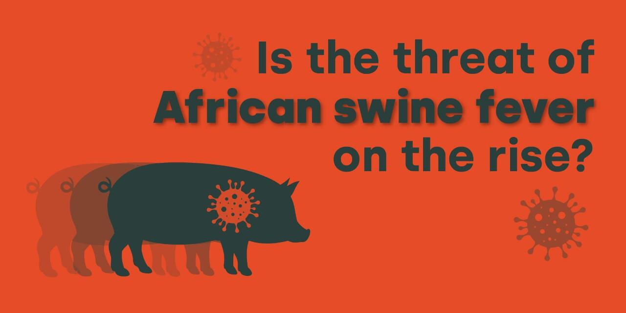 African Swine!
