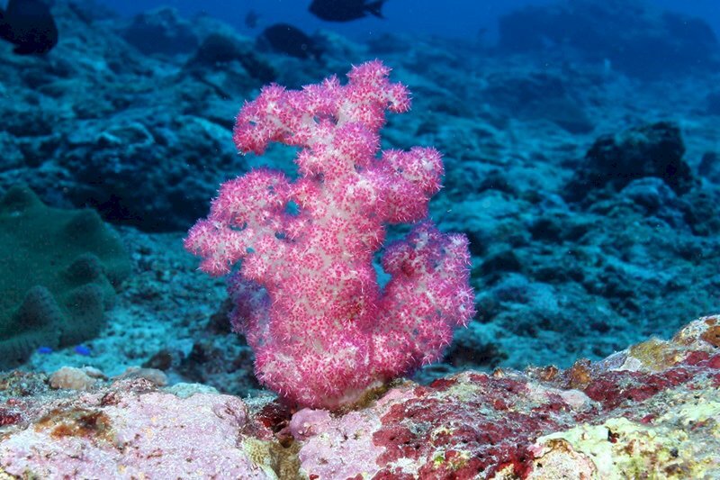 Tara Mamasyal - Dongsha Atoll National Park