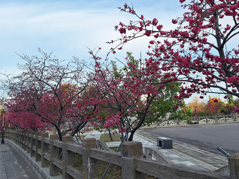 Ang mga cherry blossoms sa Nantou Sun-Link-Sea Forest ay nagdudulot ng siksikang tao