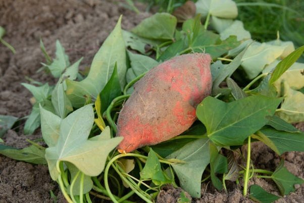 Sweet Potato and Sweet Potato Leaves