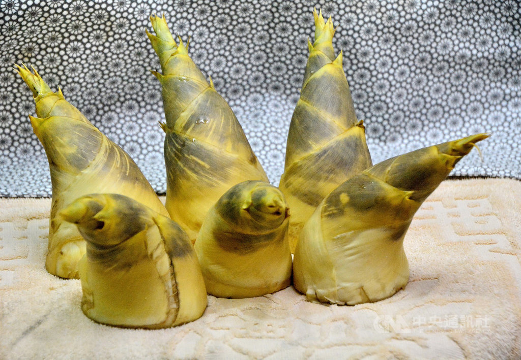 Let me introduce more about it - The Bamboo shoots