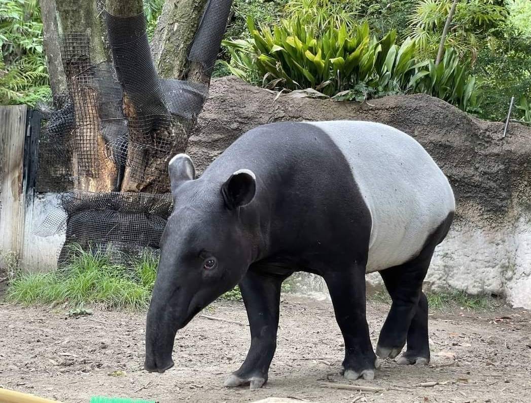 Zoo: Dumating ang Japanese Malayan tapir sa Taiwan na walang mga palatandaan ng buhay at mantsa ng dugo sa transport box