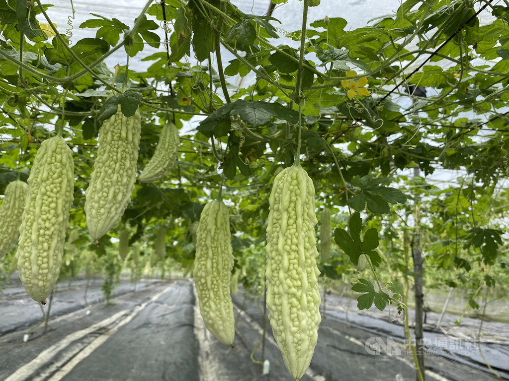 Ang Ampalaya