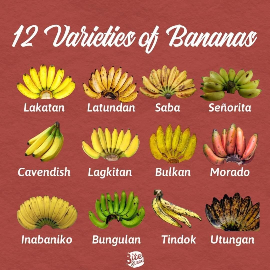 Ang Bananas, Bow