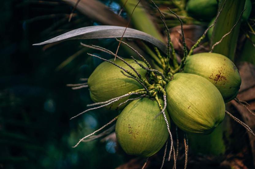 Coconut my favorite juice