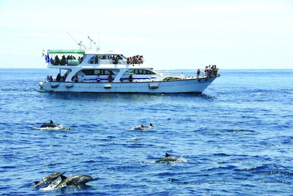 Yilan Whale Watching