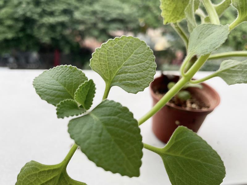 Ang Oregano