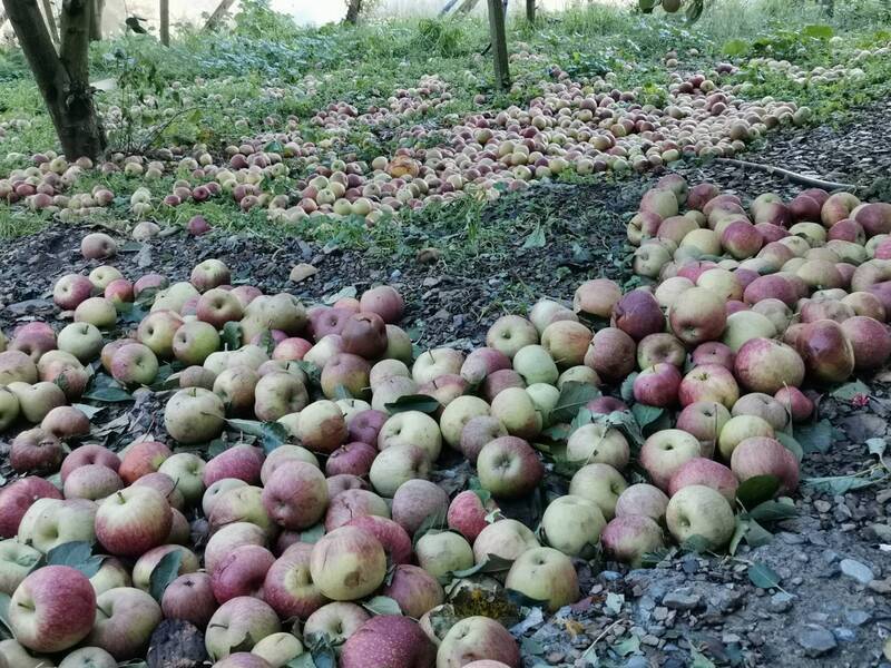 Pinsala ng Bagyong Koinu sa Agrikultura Umabot ng Higit 1.6 Bilyong NTD, Taitung County Pinakamalaking Nawalan ng Halos 400 Milyon
