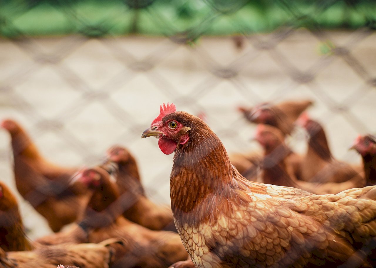 Tumaas ang mga kaso ng H5N1 sa tao: Sinabi ng mga eksperto na ang virus ay nagbabago at mas naaangkop na sa katawan ng tao