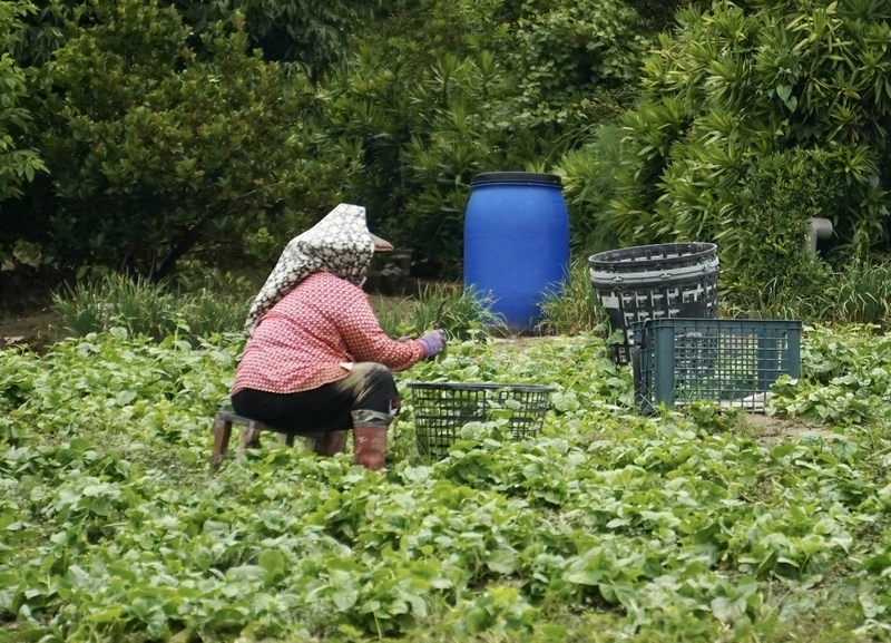Simula Enero 1, Tataas ng 0.5% ang Pambansang Pension Contribution; Karagdagang  ntd39 Kada Buwan