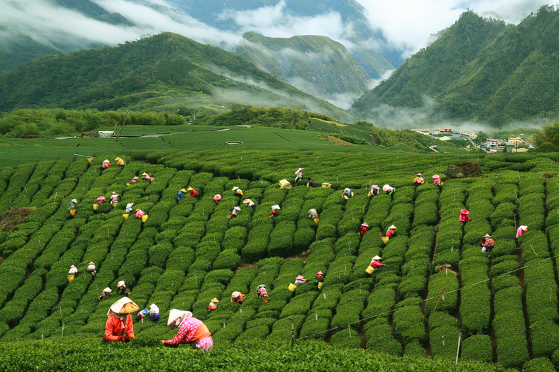 Teashop & Tea Farm!