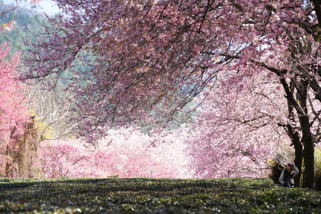 Malapit na ang panahon ng Cherry Blossom!