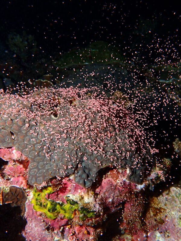 Corals Spawning sa Green Island, Inaasahang Aabot sa Rurok Pagkatapos ng Kalagitnaan ng Mayo