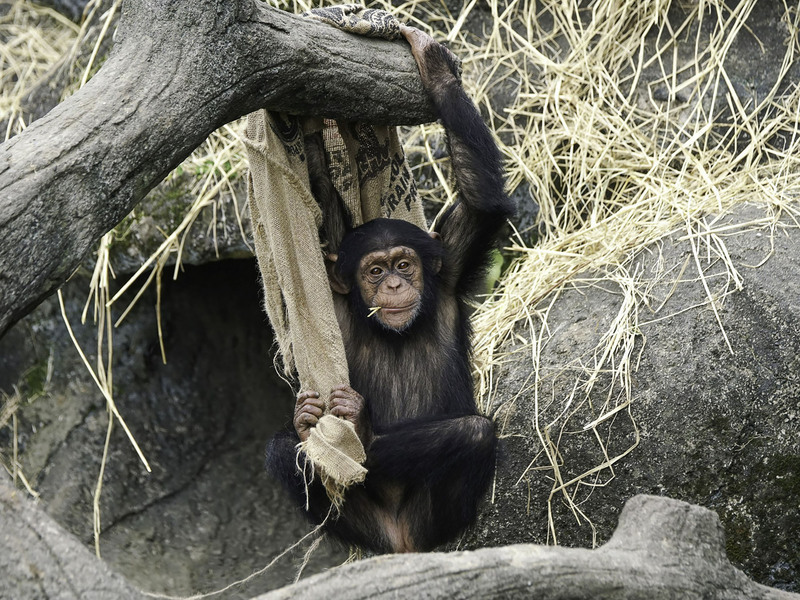 German Research Institute: Ang mga Gorilla sa Zoo ay Mas Malakas ang Curiosity Kaysa sa mga Gorilla sa Wild