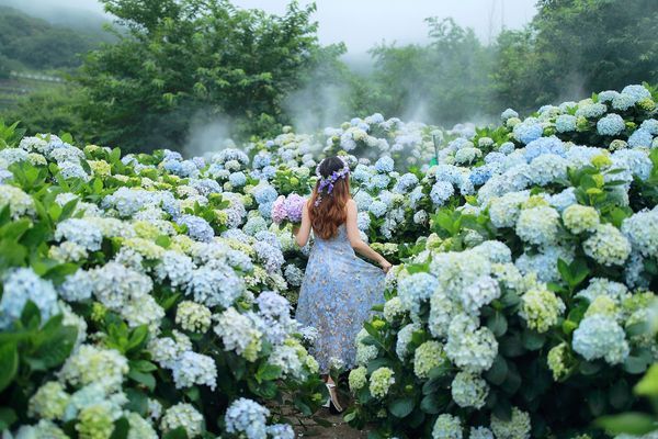 Season ng Hydrangea sa Yangminshan!
