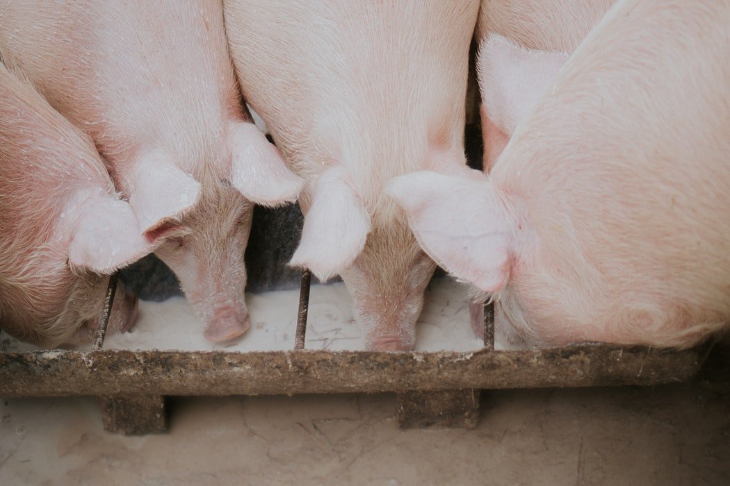 Isa na namang tagumpay! Pilipinas inaprubahan ang pag-aangkat ng bituka at balat ng baboy mula sa 4 na katayan sa Taiwan