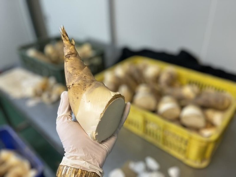 Mabaho pero masarap na Bamboo Shoots